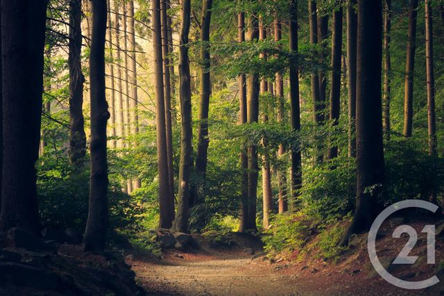 terrain à vendre - 1831.0 m2 - ST HUBERT - 57 - LORRAINE - Century 21 Côté Est Immobilier